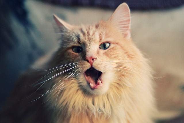 竞彩分析:专家预估本周焦点赛事,竞彩足球彩票 专家预测