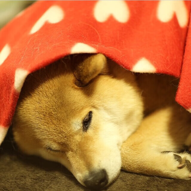 运行测试：多轮演练检验筹办实效