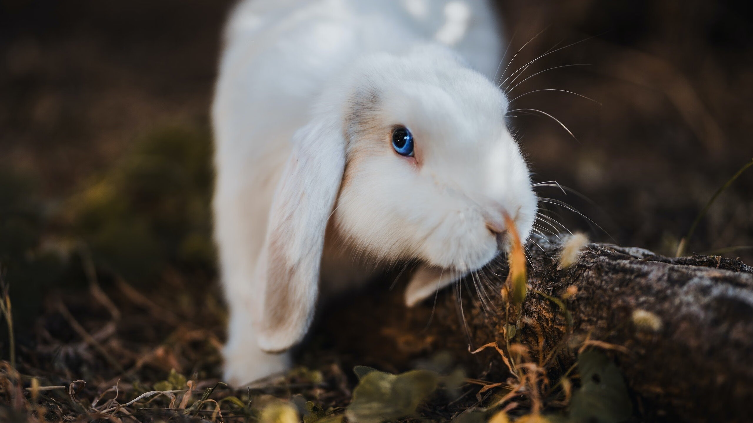 世界沙滩排球巡回赛在海南开赛，世界女子沙滩排球巡回赛