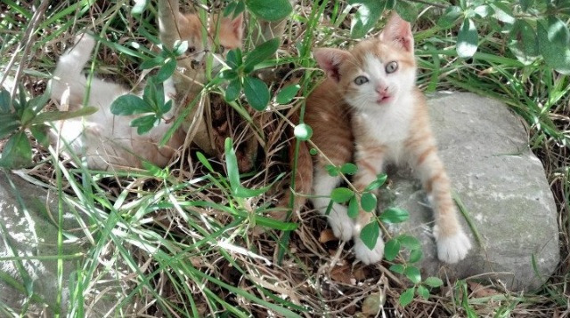 勇士主场座椅更换计划正式通过审批，勇士主场位置