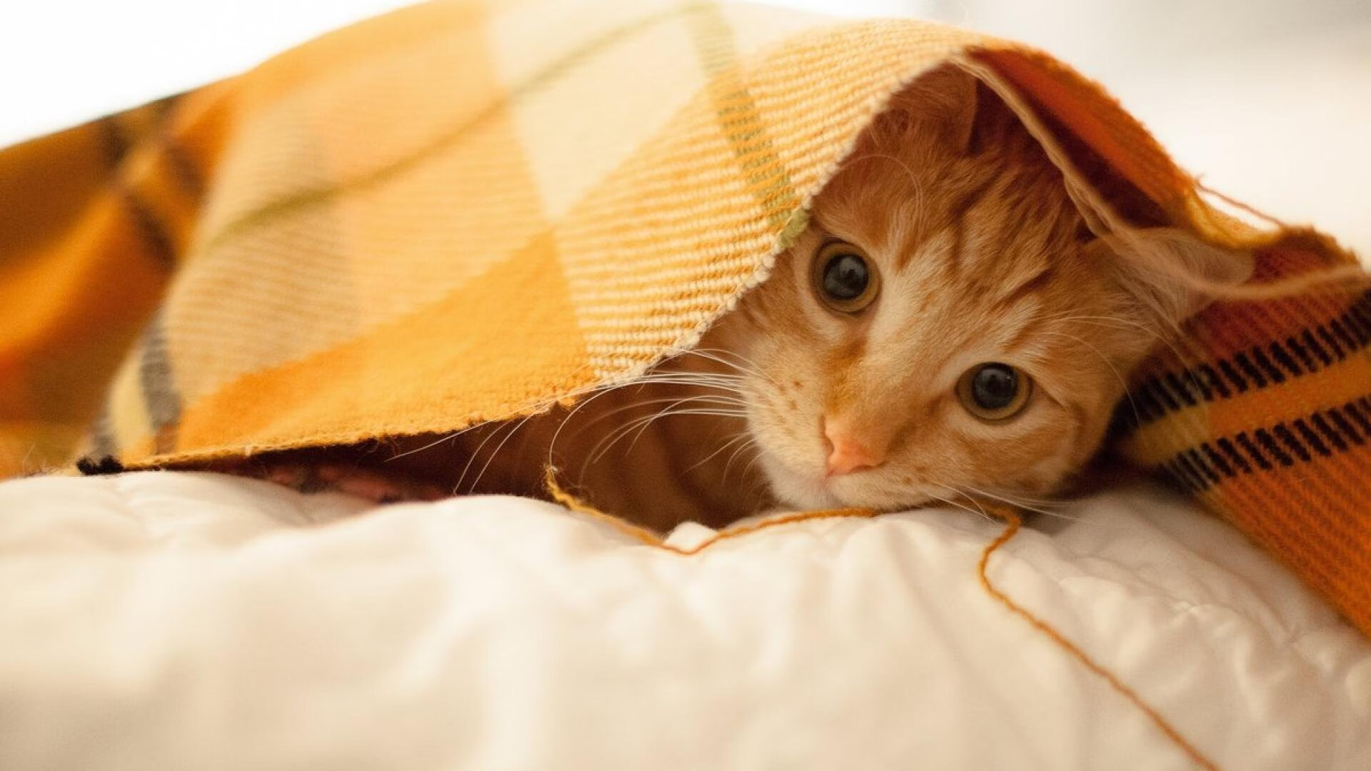 德甲场上惊喜：逆转战局的突破瞬间，德甲转会规则