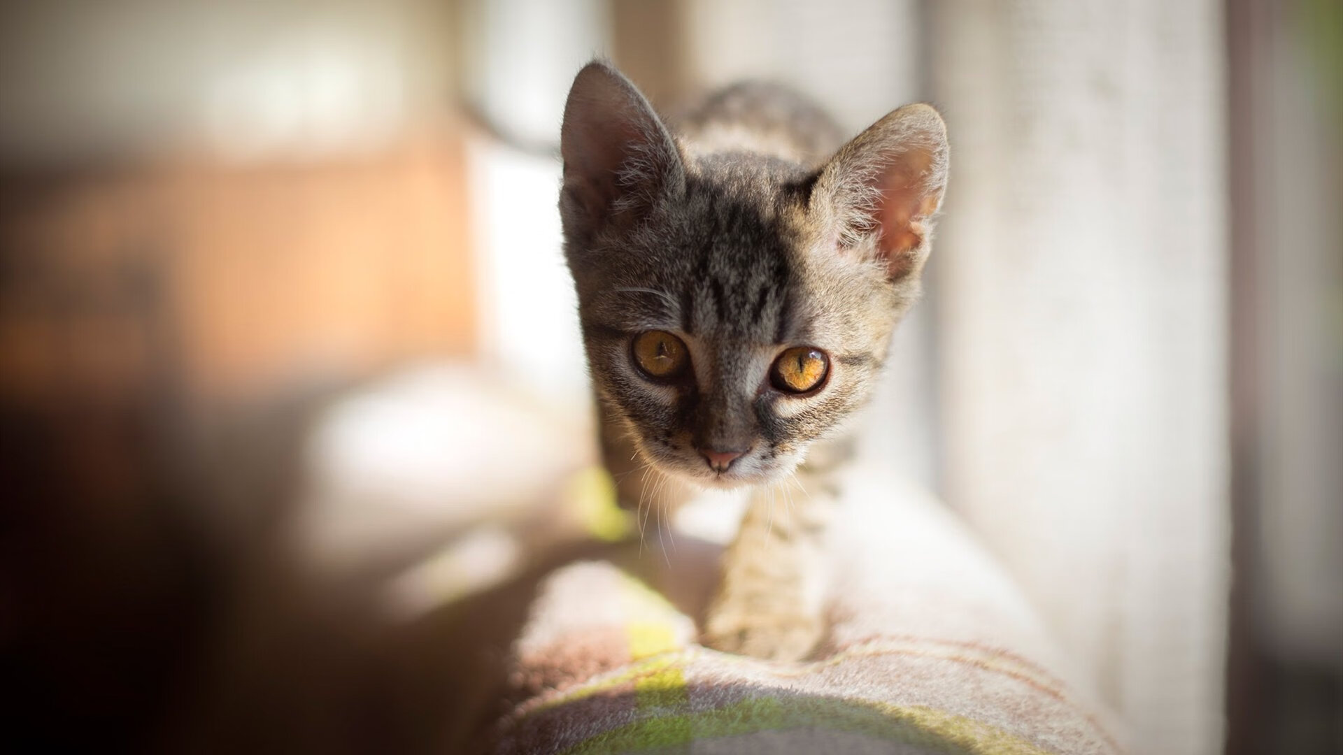 詹姆斯·奥康纳的经验积累让袋鼠队在关键比赛中占得先机，詹姆斯奥康纳自然的理由